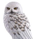 Harry Potter Statue Hedwig 24 cm